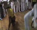 portes ouvertes du 4 au 9 f�vrier 2008.
jeu entre jilo et formado thiago (senzala de santos)
un avant-go�t du festival les 16, 17 et 18 mai 2008 � saint etienne!
www.senzalasaintetienne.com