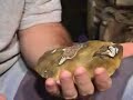 Florida Coral Newnan Part 2 of 5