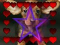 Dogs! the cutest thing on earth! Dogs! the cutest thing on earth!