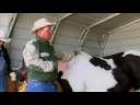 Pregnant Horse Care : Horse Pregnancy: Foaling Pregnant Horse Care : Horse Pregnancy: Foaling