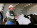 Pregnant Horse Care : Horse Pregnancy: Foaling