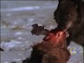 Vlci vs medvědi Grizzly - video
