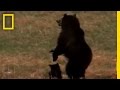 Wolves vs. Grizzly Bears