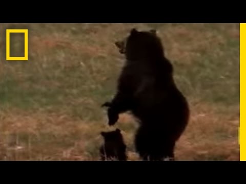 Wolves vs. Grizzly Bears