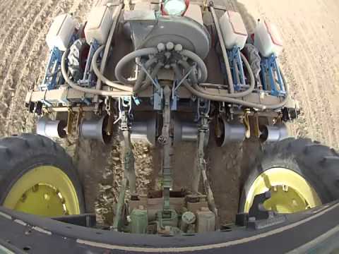 how to grow sugar beets