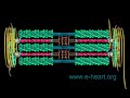 Cardiac sarcomere 3D Cardiac sarcomere 3D