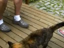 orcas island: cinnamon the cat