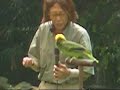 Singing Bird