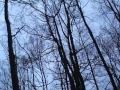 Duck Hunting - Mississippi Delta Duck Hunting - Mississippi Delta