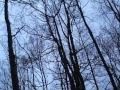 Duck Hunting - Mississippi Delta