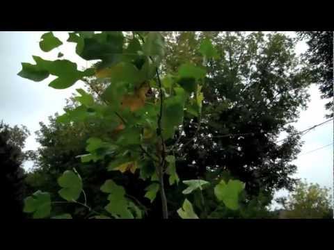 See video