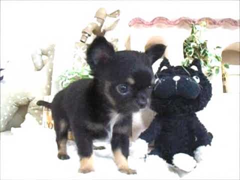 YouTube Preview Image