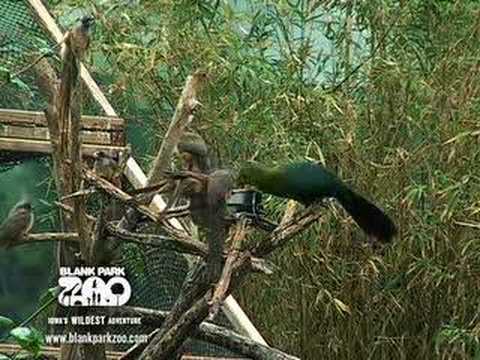 how to become zookeeper