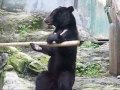 Ninja Bear