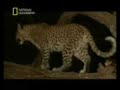 ?lgin� Bir Dostluk...Leopar ve Babun Yavrusu