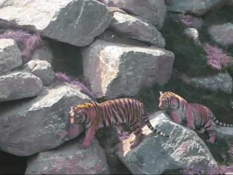 Animaux de Saint-Félicien