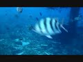 Exotic Fishes At The Marine Park in Pulau Redang, Malaysia Exotic Fishes At The Marine Park in Pulau Redang, Malaysia