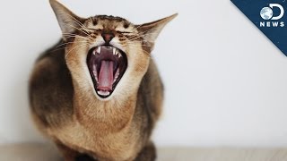 Why Your Cute Cat Is Still A Vicious Killer
