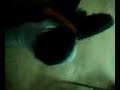 peleas sagrientas del rcc