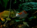 Red Eared Sliders Mating Ritual