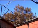 film 2 : arbre