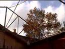les arbres ne font pas que pousser...