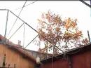 film 2 : arbre