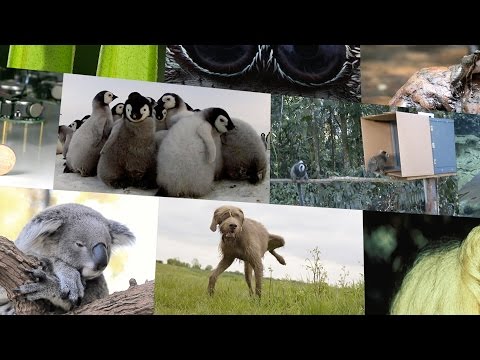 Top 10 cutest animal stories in science in 2014 – Nature video Top 10 cutest animal stories in science in 2014 – Nature video