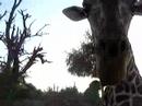 Giraffes on Sir Baniyas