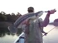 Giant snakehead fishing