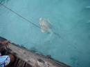 Stingray Feeding
