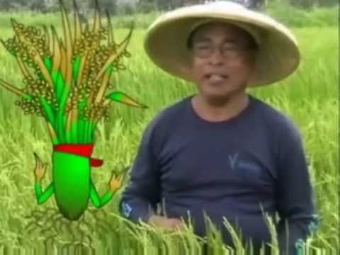 how to fertilize rice plant