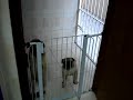 Dog´s uivando....