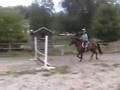 Wallaby for sale