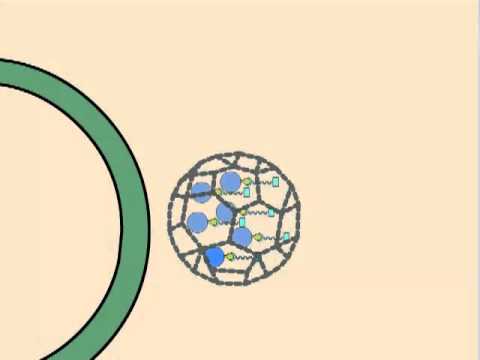 Lysosomal Storage Diseases, Lysosome Development