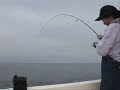 4.5lb Vermilion Rockfish on Light Tackle 4.5lb Vermilion Rockfish on Light Tackle