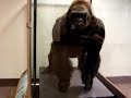 Bushman the Gorilla
