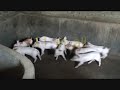Fat pigs - genetic abomination