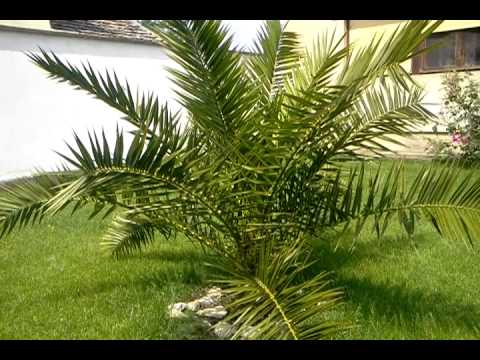 how to transplant phoenix canariensis