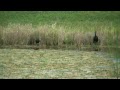 Glossy Ibis, Holiday FL