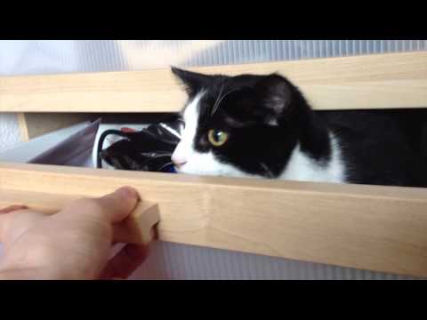 katze