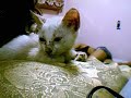 My cat watching burnsy & other cats... online My cat watching burnsy & other cats... online