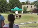 Krajowa Wystawa Psów Wrocław 2008 - Boarder collie 5
