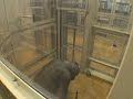 Chimpanzees Help Each Other upon Request