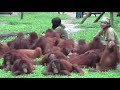 BOS Foundation, Nyaru Menteng - Latest Footage (Nov 2008) BOS Foundation, Nyaru Menteng - Latest Footage (Nov 2008)