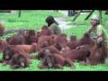 BOS Foundation, Nyaru Menteng - Latest Footage (Nov 2008)