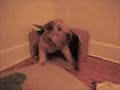 Goofy Taxi (wheaten terrier) tries to fit into box