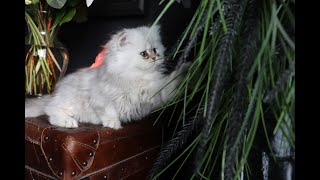 Shaded Silver Persian Kittens - 9 Weeks Old