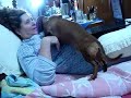 Duque, meu cão, não gosta do pc
