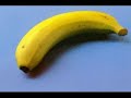 Glied-feat-Vulva